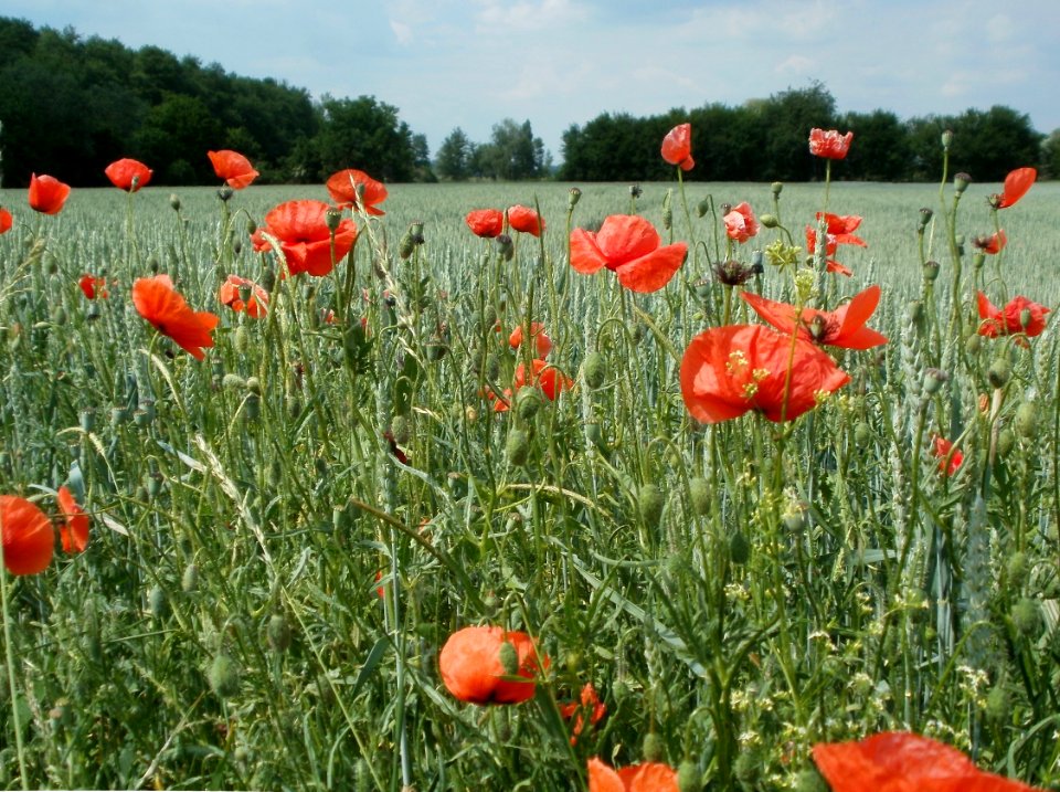 20120528Mohn_Weizenfeld_Hockenheim1