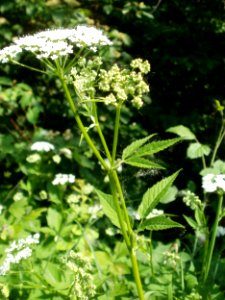 20120528Giersch_Hockenheim06