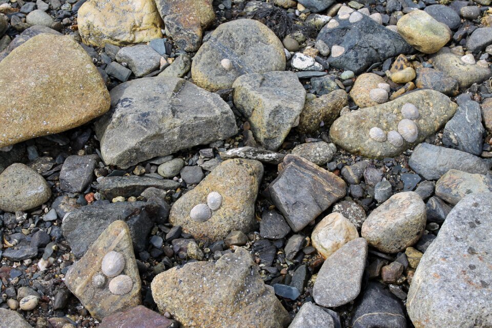 Rocks sea shells seashore