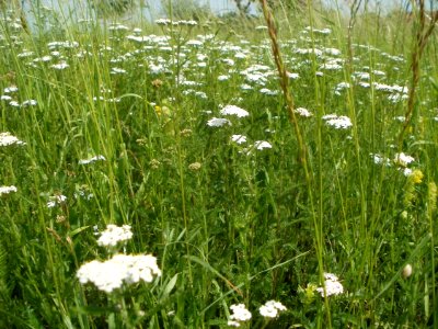 20120528Achillea_collina2