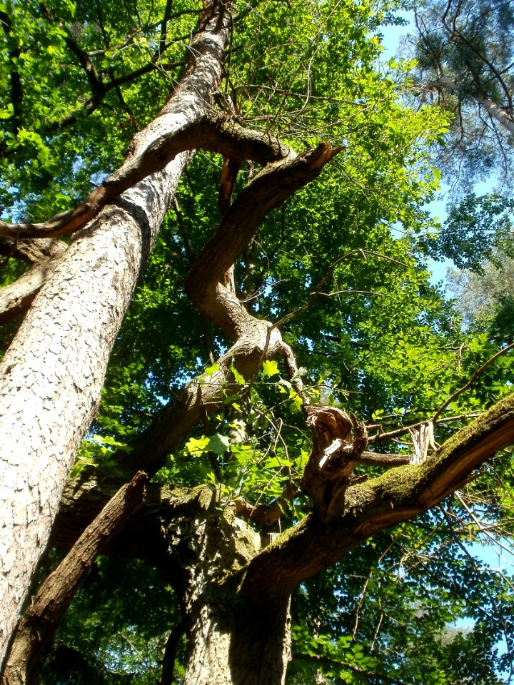 20120529Eiche_Kiefer_Kuehbrunnenweg3