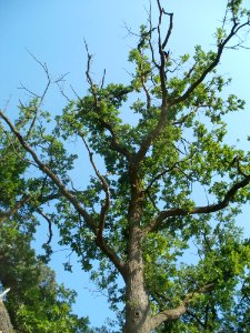 20120529Eiche_Reilingen3