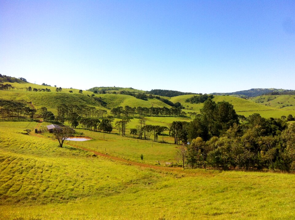 Rural green grass trees
