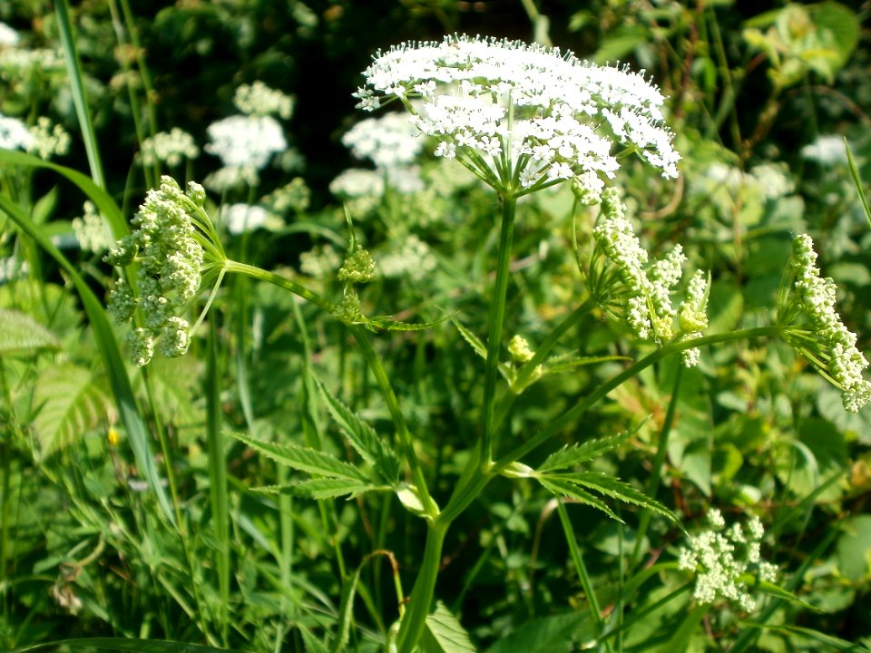 20120528Giersch_Hockenheim08
