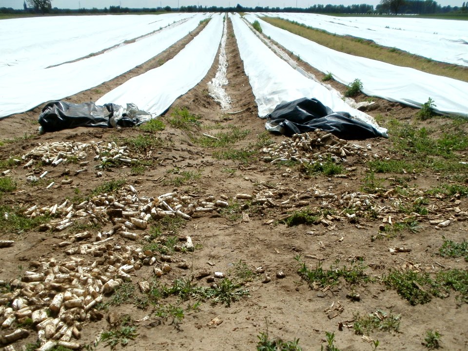 20120513Spargel_Hockenheim01