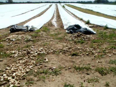 20120513Spargel_Hockenheim01