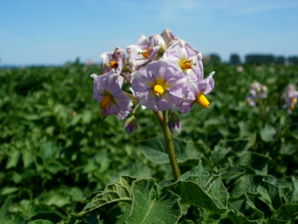 20120526Kartoffeln_Reilingen1