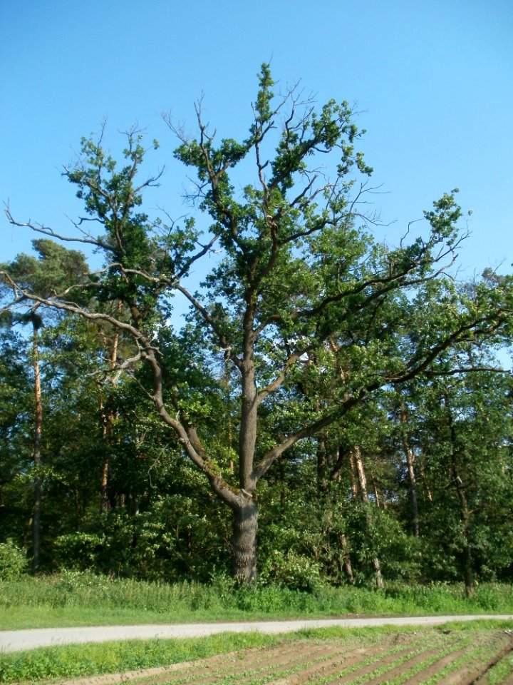 20120529Eiche_Reilingen1