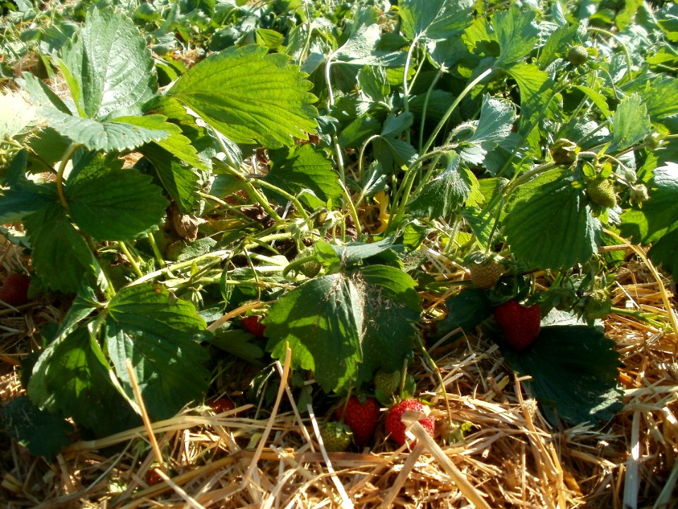20120525Erdbeeren_Ketsch8