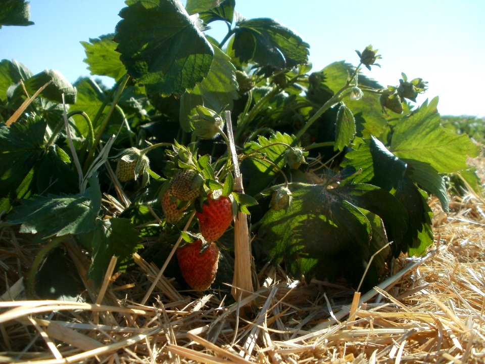 20120525Erdbeeren_Ketsch3