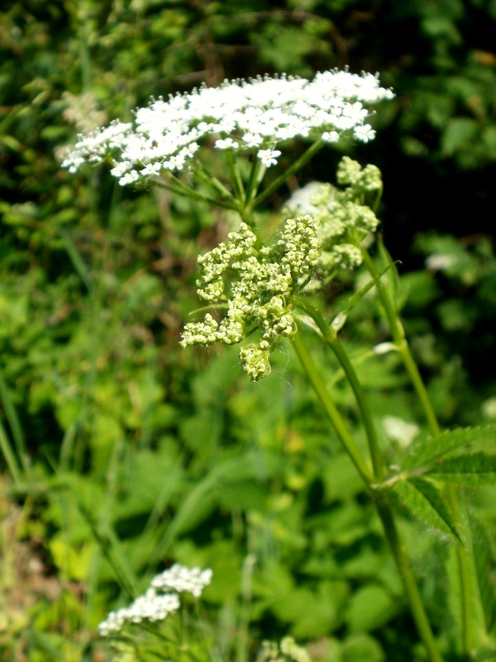 20120528Giersch_Hockenheim04