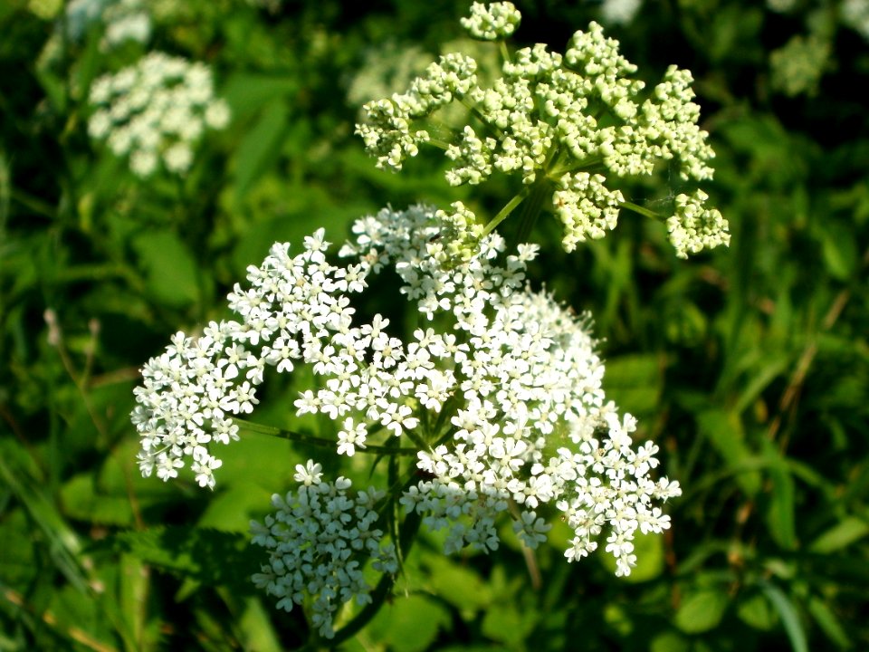 20120528Giersch_Hockenheim10