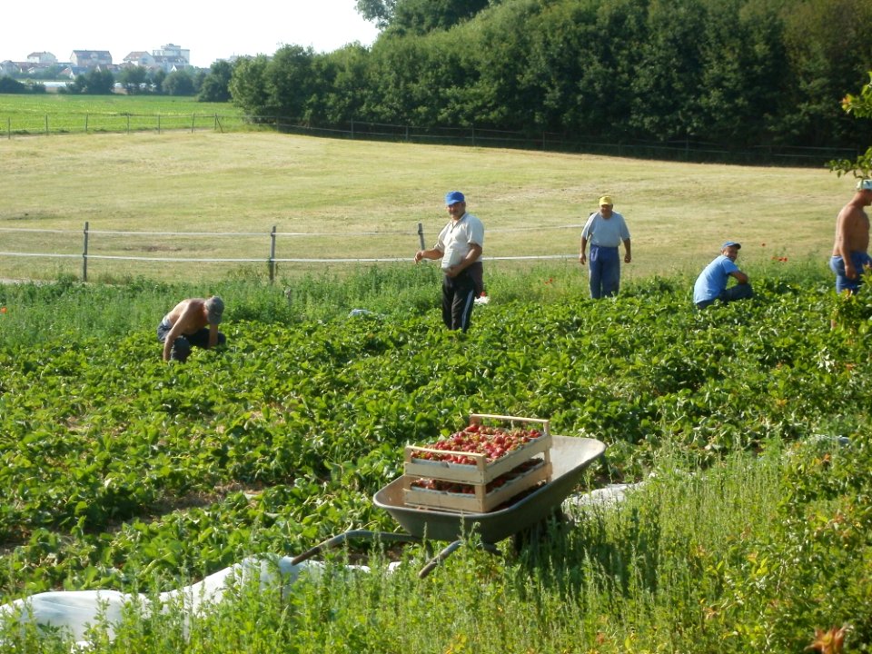 20120529Erdbeerernte_Reilingen1