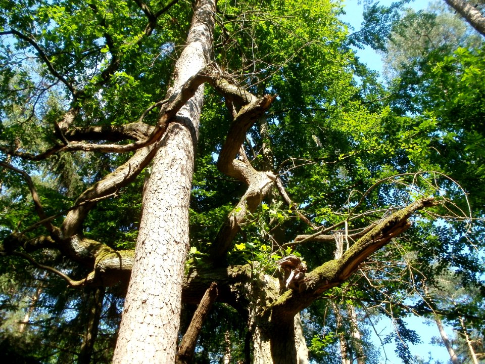20120529Eiche_Kiefer_Kuehbrunnenweg2