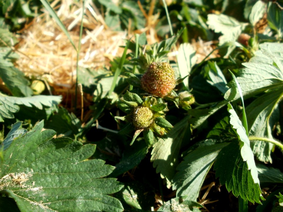 20120525Erdbeeren_Ketsch7