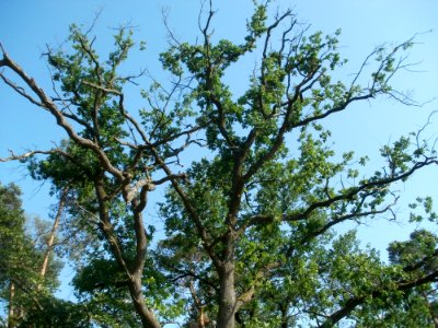 20120529Eiche_Reilingen2