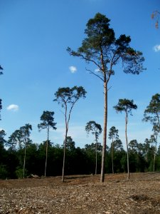 20120529Duene_Pumpwerkweg3