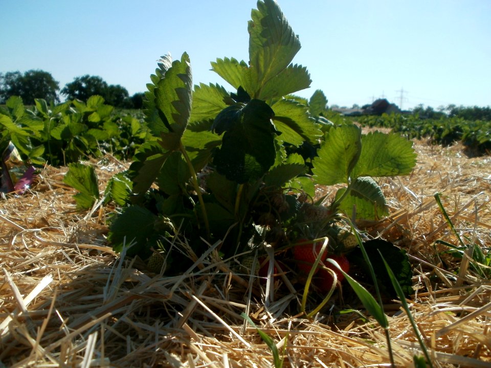 20120525Erdbeeren_Ketsch4