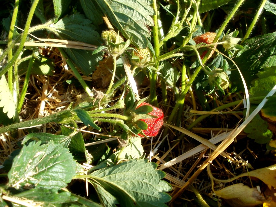 20120525Erdbeeren_Ketsch6