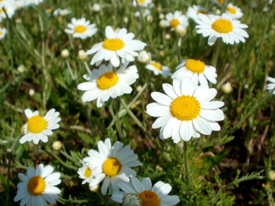 20120513Kamille_Hockenheim3