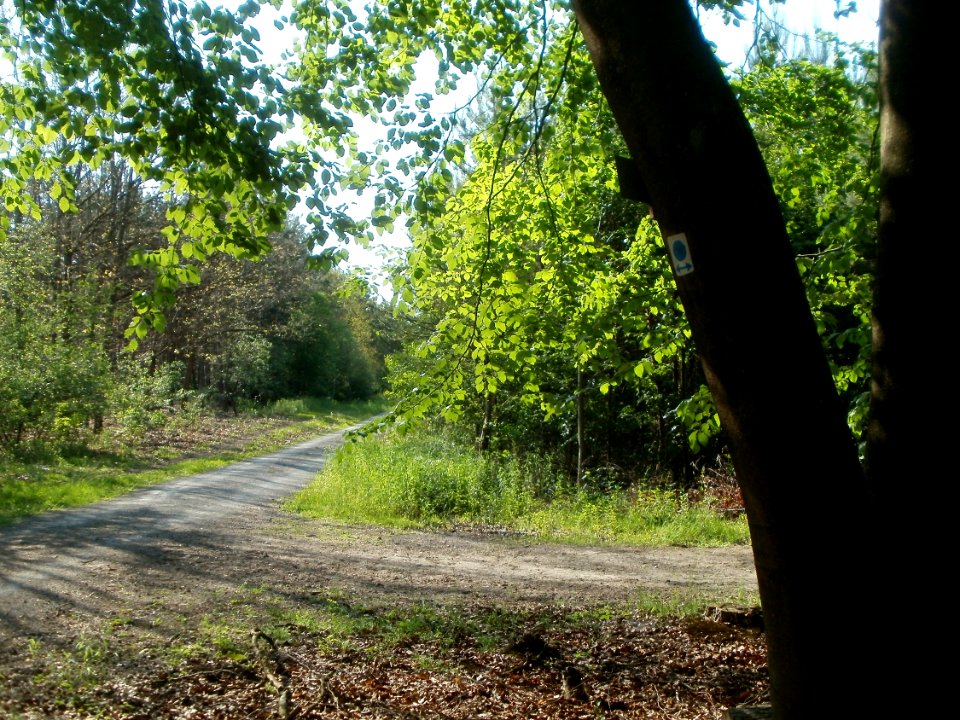 20120529Riedlinie_Reilingen