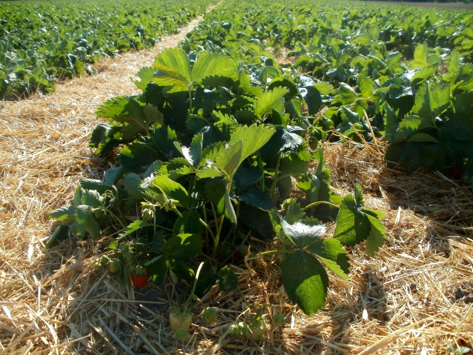 20120525Erdbeeren_Ketsch1