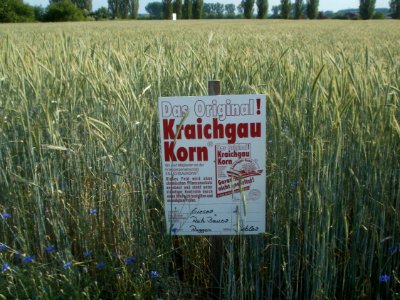 20120529Roggen_Hockenheim1