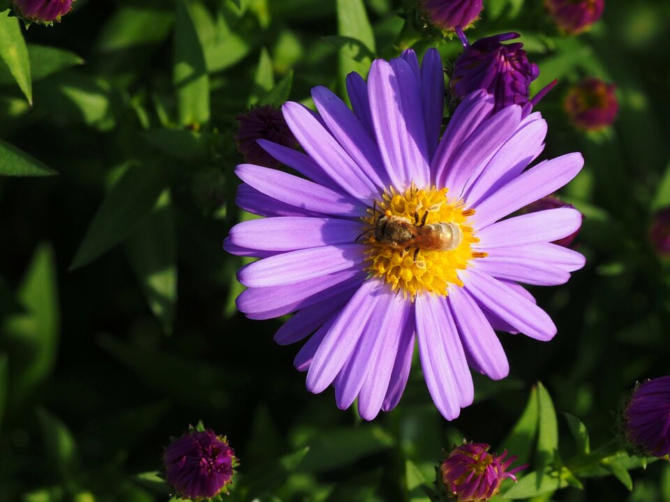 Bee animal macro photo