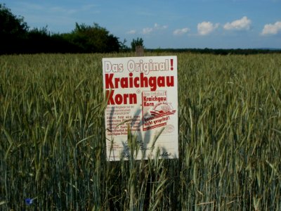 20120529Roggen_Hockenheim3