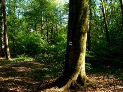 20120529Reitweg_Schwetzinger_Hardt1
