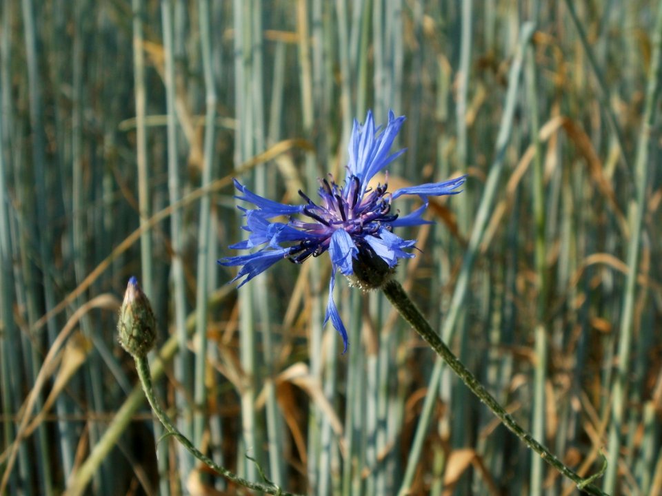 20120529Roggen_Hockenheim4