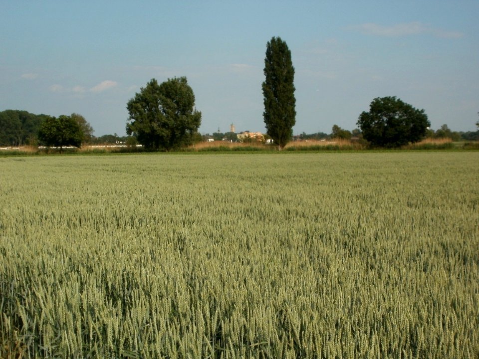 20120528Weizenfeld_Hockenheim3