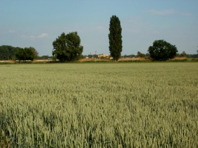 20120528Weizenfeld_Hockenheim3