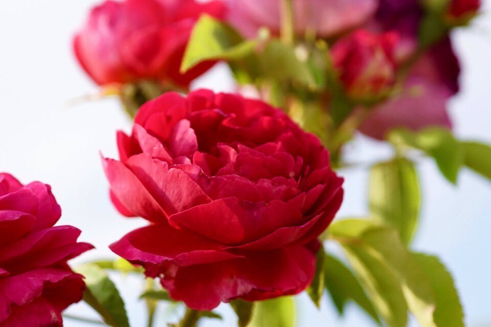 Red flower romance
