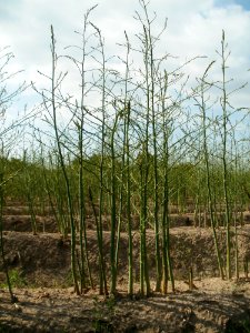 20120522Spargel_Hockenheim16