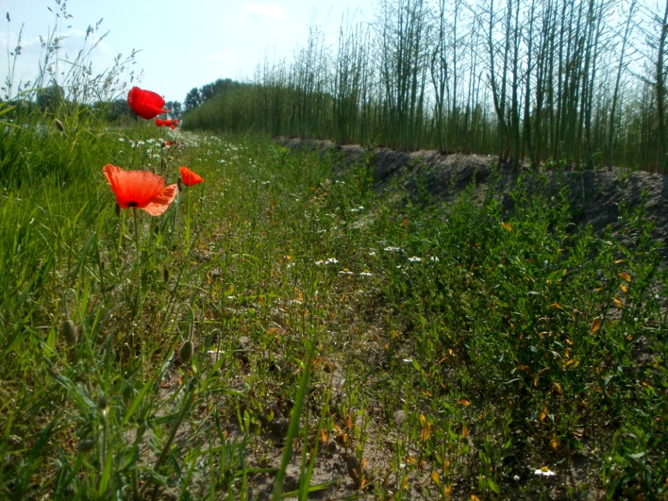 20120522Spargel_Hockenheim15
