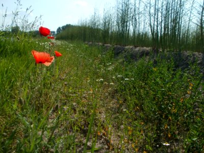 20120522Spargel_Hockenheim15