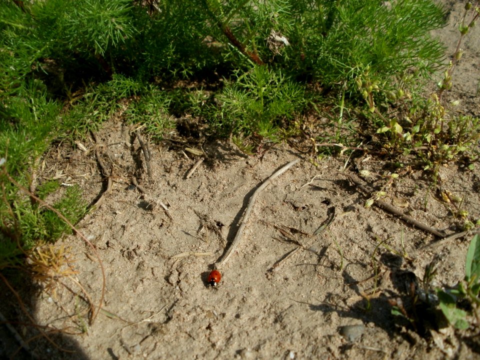 20120511Tripleurospermum_inodorum4
