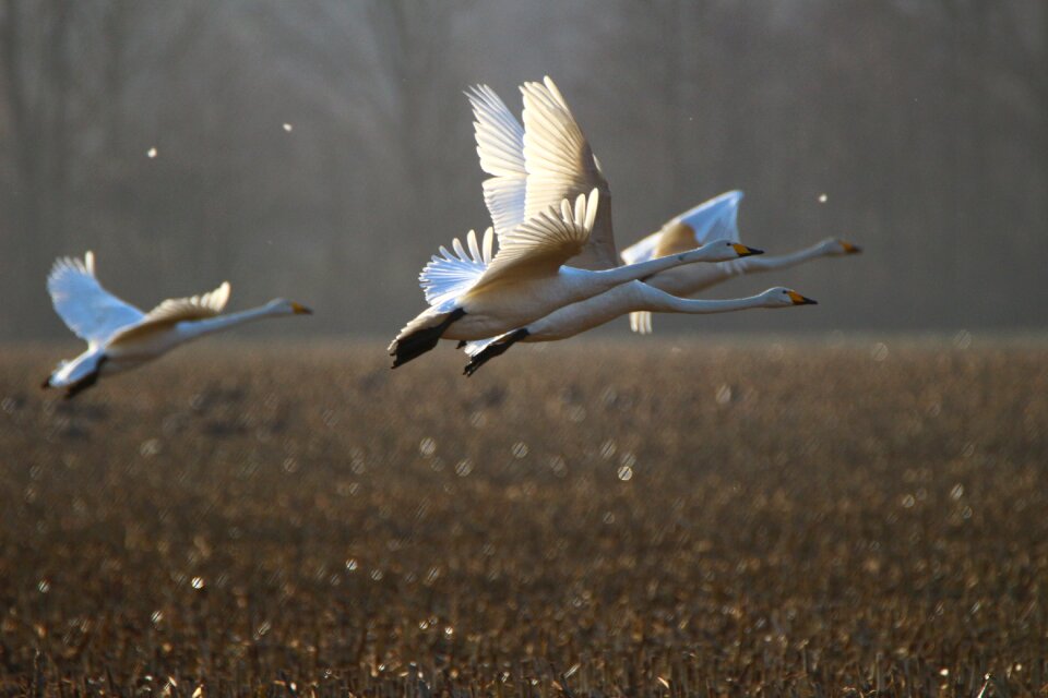 Arable field migratory bird