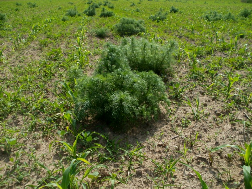 20120522Mais_Hockenheim2