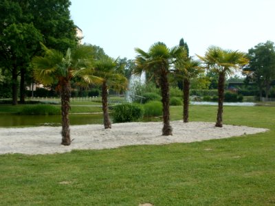 20120523Palmen_Hockenheim1