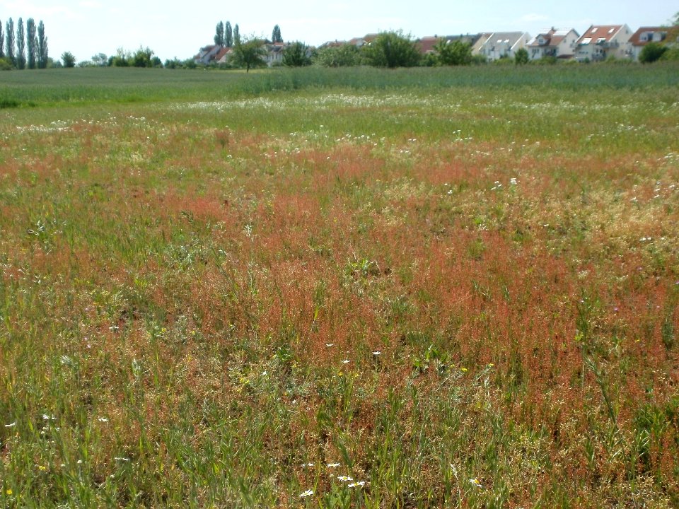 20120513Wiese_Hockenheim7