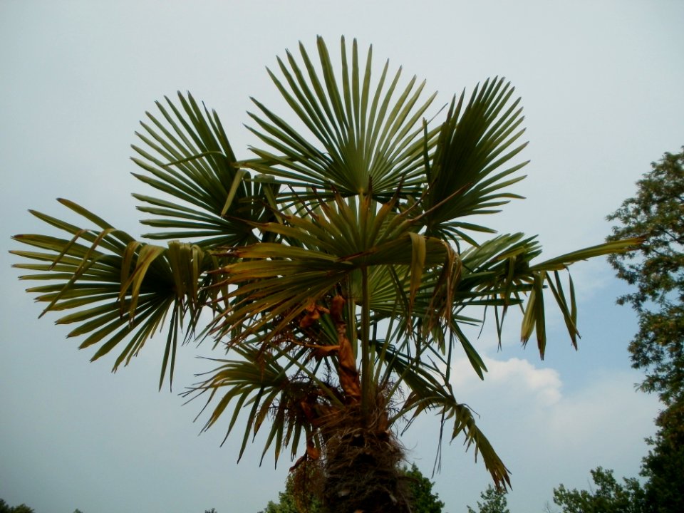 20120523Palmen_Hockenheim2