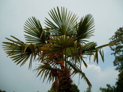 20120523Palmen_Hockenheim2