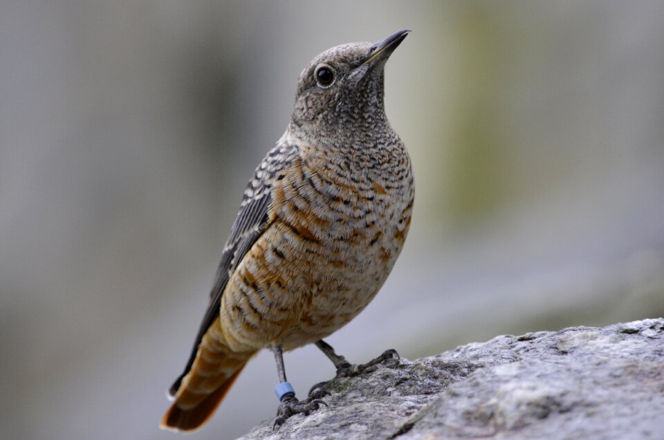 Plumage bill animal