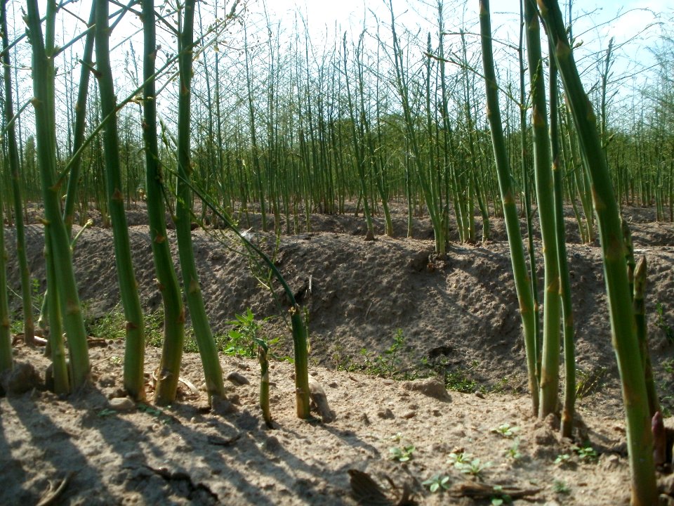 20120522Spargel_Hockenheim17