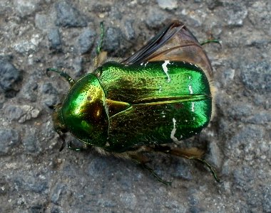 20120520Galgendell_Saarbruecken2
