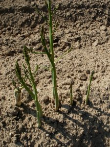 20120522Spargel_Hockenheim09