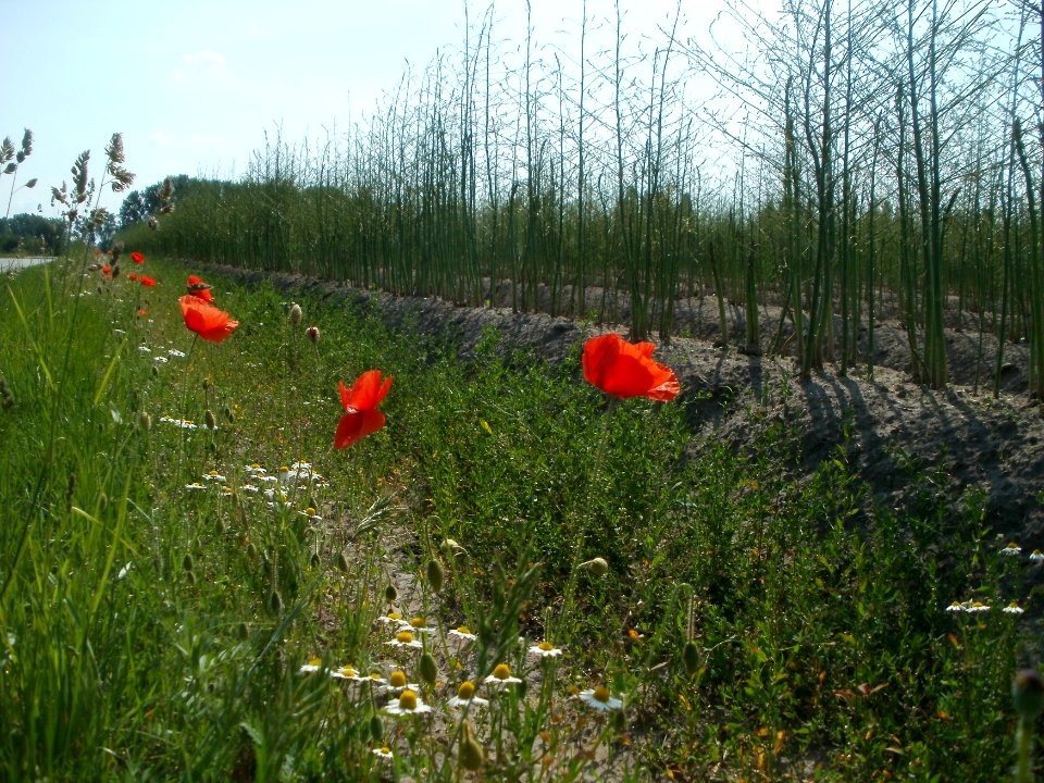 20120522Spargel_Hockenheim14
