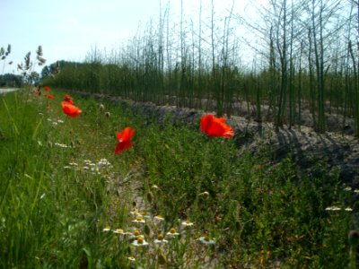 20120522Spargel_Hockenheim14